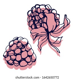 Raspberries and blackberries isolated sketch. Vector berry.