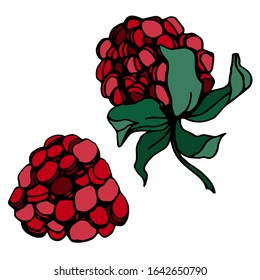Raspberries and blackberries isolated sketch. Vector berry.