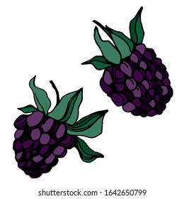 Raspberries and blackberries isolated sketch. Vector berry.