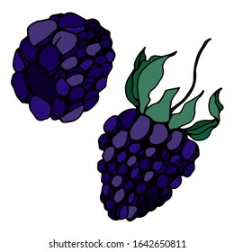 Raspberries and blackberries isolated sketch. Vector berry.