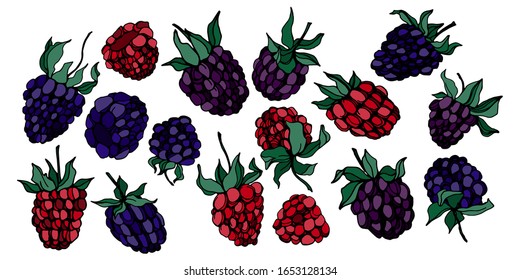 Raspberries and blackberries isolated sketch. Vector berry. Image set