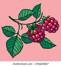 Raspberries and blackberries. Red and black raspberries.