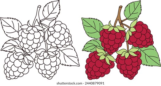 Raspberries Coloring Page Vector Illustration