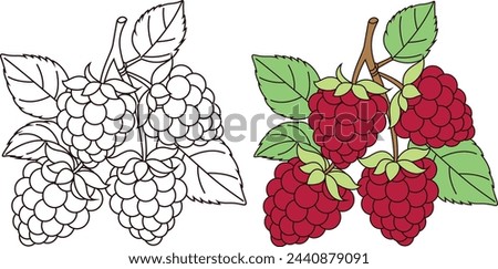 Raspberries Coloring Page Vector Illustration