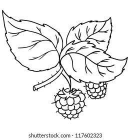  raspberries, contour
