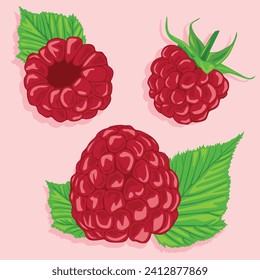 Raspberries from different angles with raspberry leaves. Vector image of fruits. Summer berries.