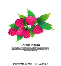 raspberries fruit on white background, healthy lifestyle or diet concept, logo for fresh fruits copy space vector illustration