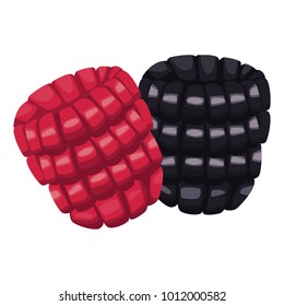 Raspberries fruits isolated