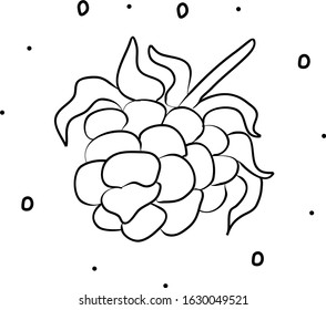 Raspberries hand drawing coloring page. Modern doodle contour illustration black