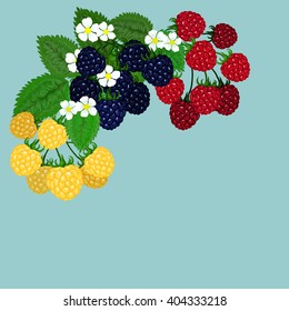 raspberries illustration