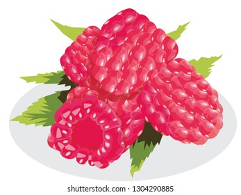 raspberries illustration in white background