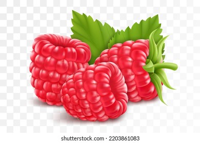 Himbeeren einzeln auf transparentem Hintergrund. Natürliche Sommerfrüchte, realistische 3D-Vektorgrafik. Zutat für Säfte, Konfitüren, Joghurts, Kompost. Für das Paketdesign aufrufen