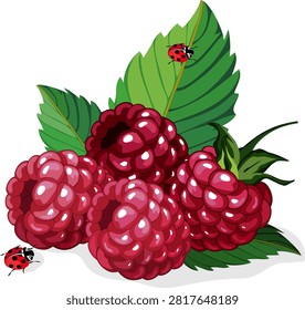 Raspberries and ladybugs close-up.Vector illustration with ladybugs and ripe raspberries on a transparent background.