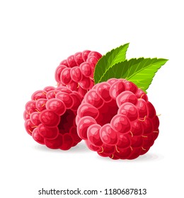Raspberries with a leaves on white. Vector illustration. No gradients
