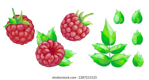 Raspberries and  leaves set  isolated on white background.