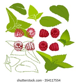 Raspberries and mint on a white background. Hand drawn vector set. 