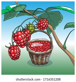 Raspberries on a branch and in a basket. Vector illustration