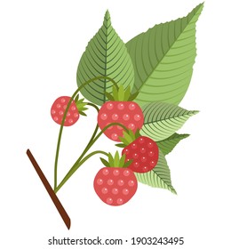 Himbeeren auf Stamm mit Blättern flach Vektorsymbol. Reife, natürliche rote Beeren aus biologischem Anbau einzeln auf weißem Hintergrund. Farbige saisonale essbare Frucht gesunde Ernährung