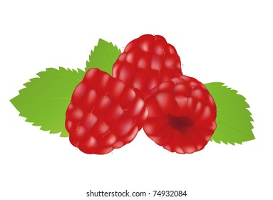 Raspberries on the white background. Mesh.