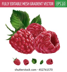 Raspberries On White Background. Vector Illustration