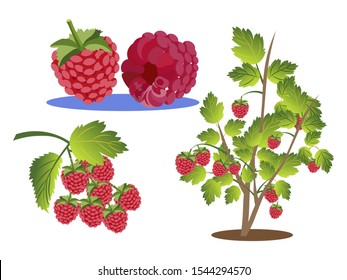 Raspberries Set. Branch, Bush And Berry Isolated On A White Background. In Minimalist Style. Cartoon Flat Vector Illustration.