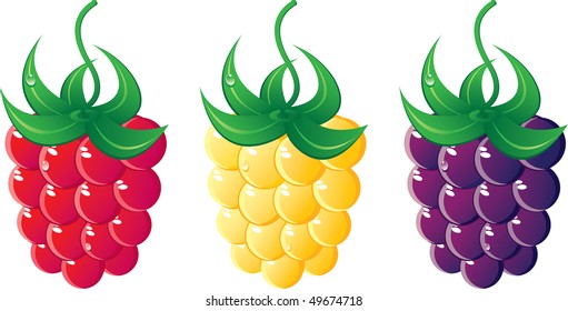 Raspberries of various grades set. Yellow, violet and red.  Isolated on a white background. All parts (object) closed, possibility to edit.