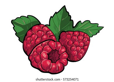 Raspberries vector 