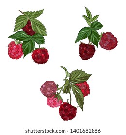 raspberries vector drawing. Isolated berry branch sketch on white background.Summer fruit colorful illustration.Detailed hand drawn vegetarian food.Healthcare product.Great for label,poster,print