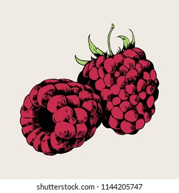 Raspberries. Vector hand drawn illustration.