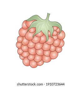 Ilustración vectorial de frambuesas, de color aislado, de estilo lineal dibujado a mano 