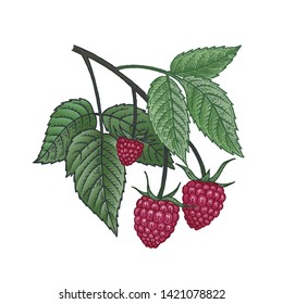 Raspberries. Vector plant isolated on white background. The concept of graphic image of medical plants, herbs, flowers, fruits, roots. Designed to create package of health and beauty natural products.