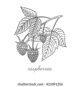 Raspberries. Vector plant isolated on white background. Designed to create package of health and beauty natural products.
