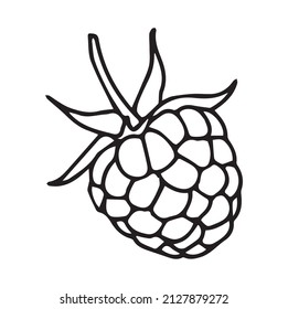 raspberries. White background with raspberry. Vector illustration. 