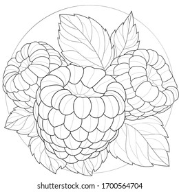 
Raspberries.Coloring book antistress for children and adults. Outline style. Black and white drawing