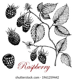 Raspberry. Berries, a branch with leaves and berries. Black and white drawing. Stock vector illustration. Hand drawing. Isolated over white background. For labels, packaging and design of vegan food