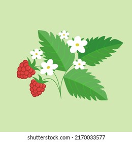 Bayas de frambuesa y ramificación con hojas y flores. Ilustración vectorial en estilo retro aislada en fondo verde.