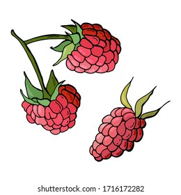 Raspberry Berries. Cartoon style. Stock illustration. White background, isolate.
