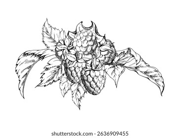 Raspberry berries and leaves asymmetrical bunch cluster group, hand drawn in vector ink, ripe forest garden berry. Isolated botanical illustration for restaurant, dessert menu, wedding, farmers market