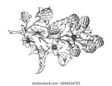 Raspberry berries leaves flowers on thorny spiked branch hand drawn in vector ink. Ripe dewberry mulberry. Isolated botanical illustration. Home preserves cookbook, grocery store, realistic closeup