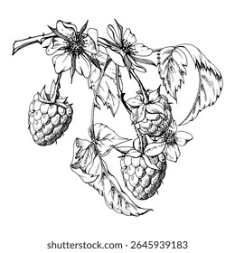 Raspberry berries leaves flowers on thorny spiked branch hand drawn in vector ink. Ripe dewberry mulberry loganberry tayberry. Isolated botanical illustration. Home preserves cookbook, grocery store