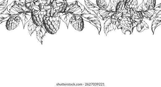 Raspberry berries, leaves hanging bunch garland ripe garden dewberry cloudberry mulberry loganberry tayberry. Hand drawn in vector ink. Isolated seamless banner border. Menu, farmers market, florist