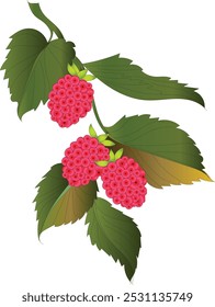 Raspberry berries with leaves, vector illustrations, engraving style, floral elements, objects for design patterns, backgrounds