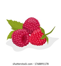 Raspberry berries on a white background. Tasty appetizing ripe berries, dessert. Vector illustration