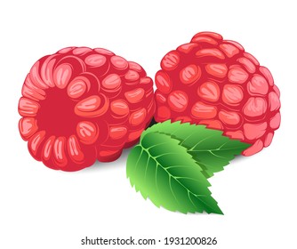 Raspberry berries. Raspberry vector drawing. Isolated berry branch sketch on white background. Summer fruit illustration. Detailed hand drawn vegetarian food. Great for label, poster, print