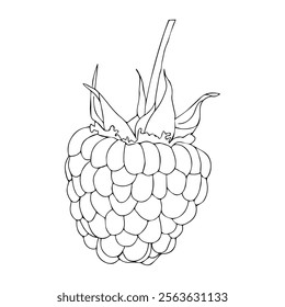 Raspberry berry close-up in doodle style. Vector illustration isolated on white background.