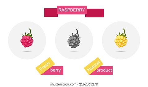 Raspberry berry. Eco food icon set. Poster. Isolated berry sketch in a circle. Summer fruit illustration. Farmers market logo banners. Vector illustration