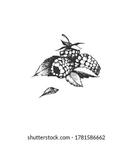 Raspberry berry. The illustration is hand-drawn. Vector