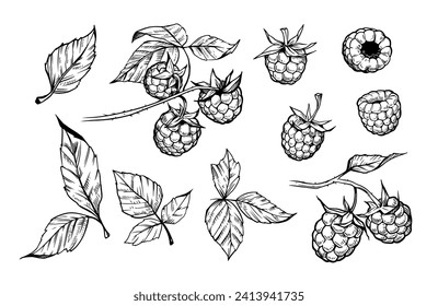 Raspberry berry with leaves, monochrome  set of vector illustrations, engraving style, floral elements, objects for design patterns, backgrounds