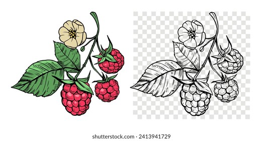 Raspberry berry with leaves, vector illustrations, engraving style, floral elements, objects for design patterns, backgrounds