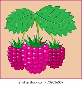 RASPBERRY BERRY
Shrub with small sweet red berries
